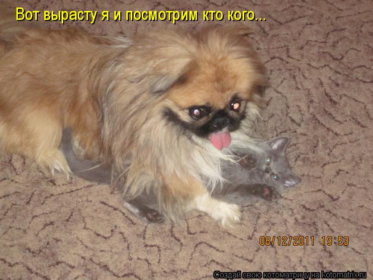 Вот вырасту я и посмотрим кто кого...... Котоматрица: Вот вырасту я и посмотрим кто кого...