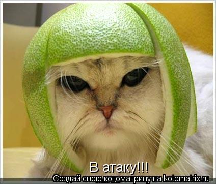 В атаку!!!... Котоматрица: В атаку!!!