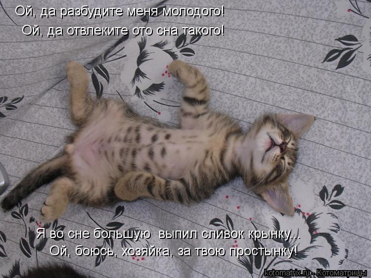 Ой, да разбудите меня молодого! Ой, да отвлеките ото сна такого! Я во сне большую выпил сливок крынк... Котоматрица: Ой, да разбудите меня молодого! Ой, да отвлеките ото сна такого! Я во сне большую выпил сливок крынку... Ой, боюсь, хозяйка, за твою простынку!
