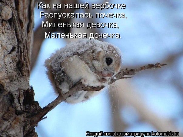 Распускалась почечка, Миленькая девочка, Маленькая дочечка. Как на нашей вербочке... Котоматрица: Распускалась почечка, Миленькая девочка, Маленькая дочечка. Как на нашей вербочке