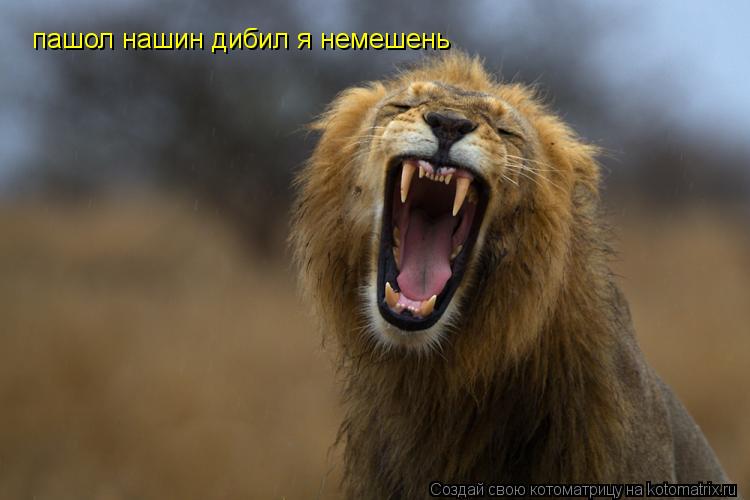 пашол нашин дибил я немешень... Котоматрица: пашол нашин дибил я немешень