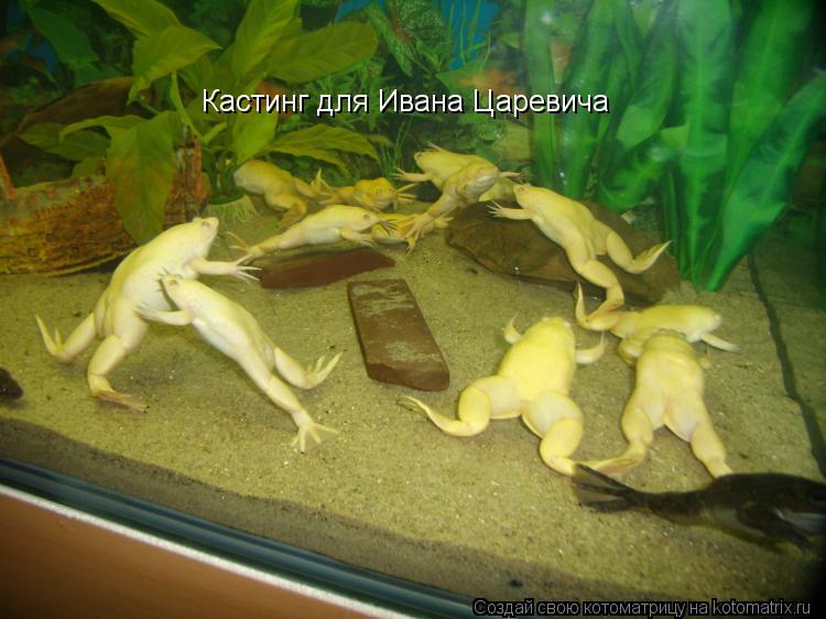 Кастинг для Ивана Царевича... Котоматрица: Кастинг для Ивана Царевича