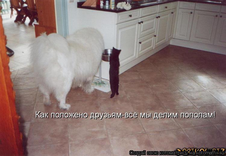 Как положено друзьям-всё мы делим пополам!... Котоматрица: Как положено друзьям-всё мы делим пополам!