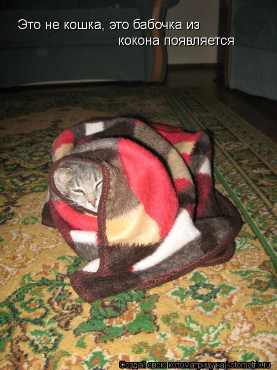 Это не кошка, это бабочка из кокона появляется... Котоматрица: Это не кошка, это бабочка из кокона появляется
