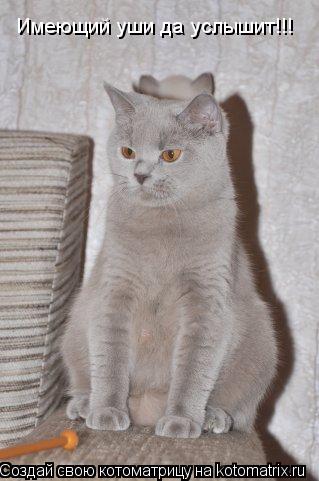 Имеющий уши да услышит!!!... Котоматрица: Имеющий уши да услышит!!!