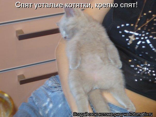 Спят усталые котятки, крепко спят!... Котоматрица: Спят усталые котятки, крепко спят!