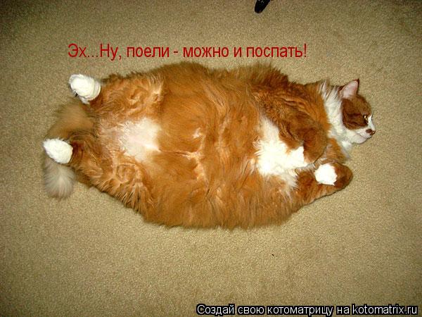 Эх...Ну, поели - можно и поспать!... Котоматрица: Эх...Ну, поели - можно и поспать!