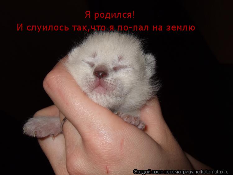 Я родился! И слуилось так,что я по-пал на землю... Котоматрица: Я родился! И слуилось так,что я по-пал на землю