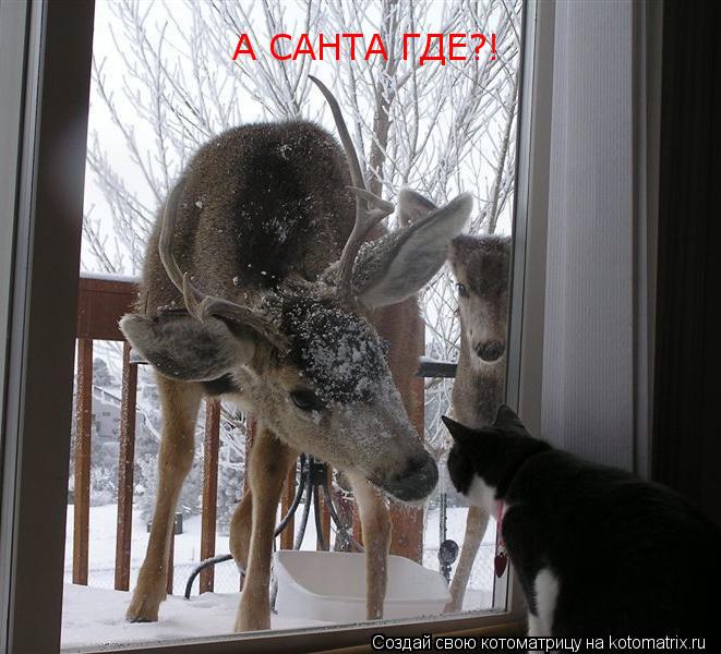 А САНТА ГДЕ?!... Котоматрица: А САНТА ГДЕ?!