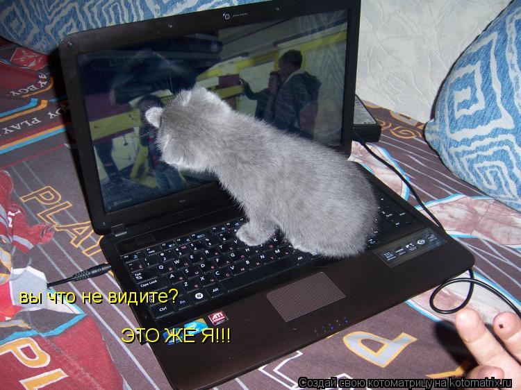 вы что не видите? ЭТО ЖЕ Я!!!... Котоматрица: вы что не видите? ЭТО ЖЕ Я!!!