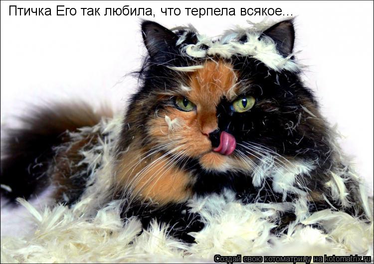 Птичка Его так любила, что терпела всякое...... Котоматрица: Птичка Его так любила, что терпела всякое...