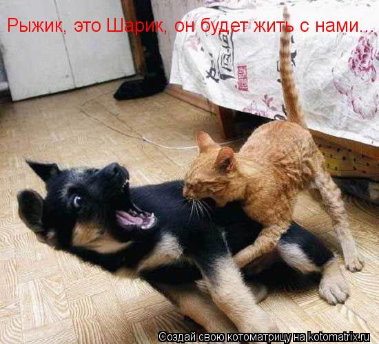 Рыжик, это Шарик, он будет жить с нами...... Котоматрица: Рыжик, это Шарик, он будет жить с нами...