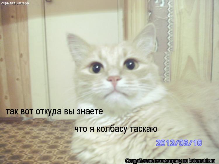 скрытая камера так вот откуда вы знаете что я колбасу таскаю... Котоматрица: скрытая камера так вот откуда вы знаете что я колбасу таскаю