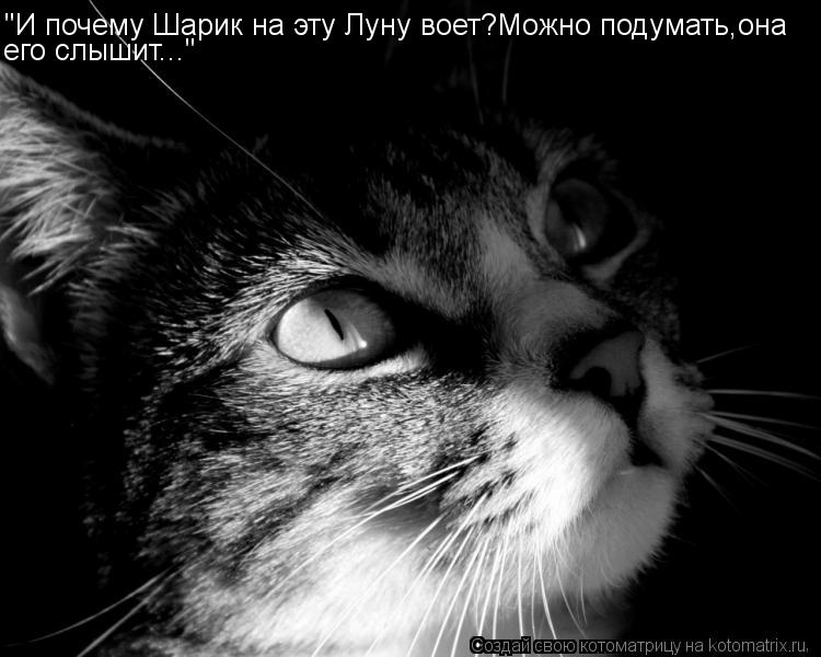 "И почему Шарик на эту Луну воет?Можно подумать,она его слышит..."... Котоматрица: "И почему Шарик на эту Луну воет?Можно подумать,она его слышит..."