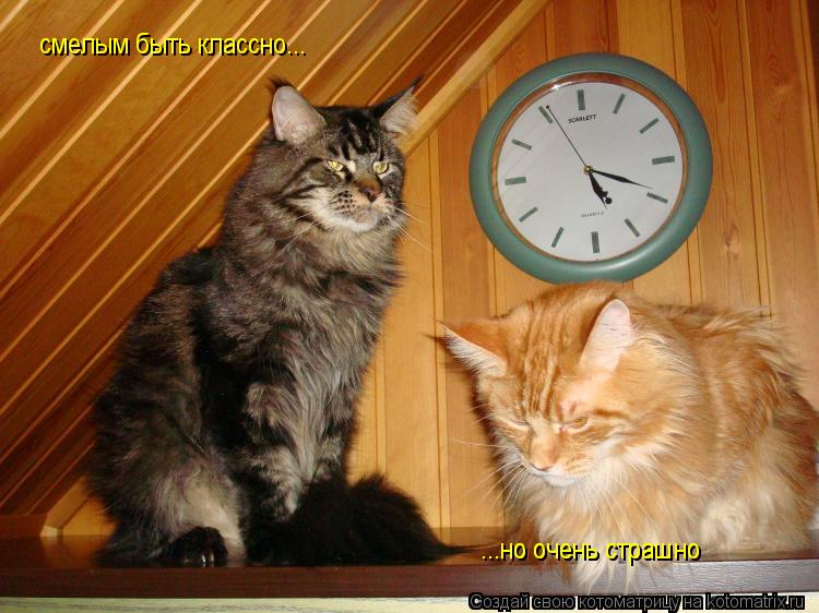 смелым быть классно... ...но очень страшно ...но очень страшно... Котоматрица: смелым быть классно... ...но очень страшно ...но очень страшно
