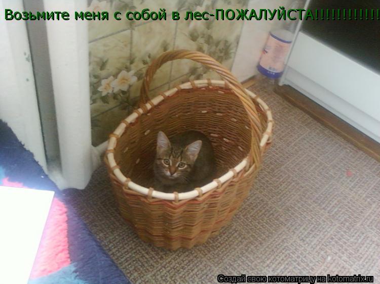 Возьмите меня с собой в лес-ПОЖАЛУЙСТА!!!!!!!!!!!!!!!!... Котоматрица: Возьмите меня с собой в лес-ПОЖАЛУЙСТА!!!!!!!!!!!!!!!!