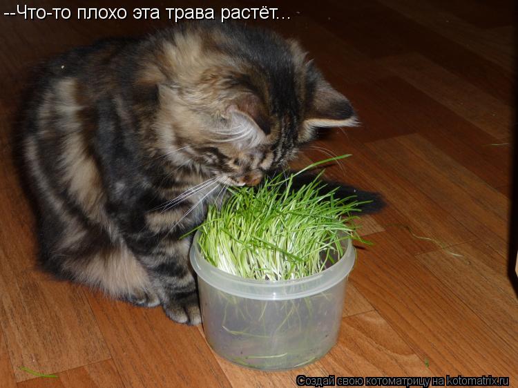 --Что-то плохо эта трава растёт...... Котоматрица: --Что-то плохо эта трава растёт...