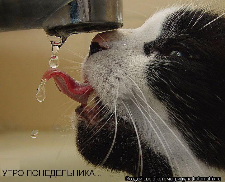 УТРО ПОНЕДЕЛЬНИКА...... Котоматрица: УТРО ПОНЕДЕЛЬНИКА...