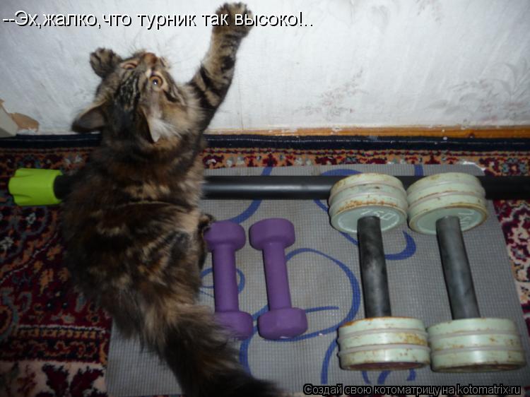 --Эх,жалко,что турник так высоко!..... Котоматрица: --Эх,жалко,что турник так высоко!..
