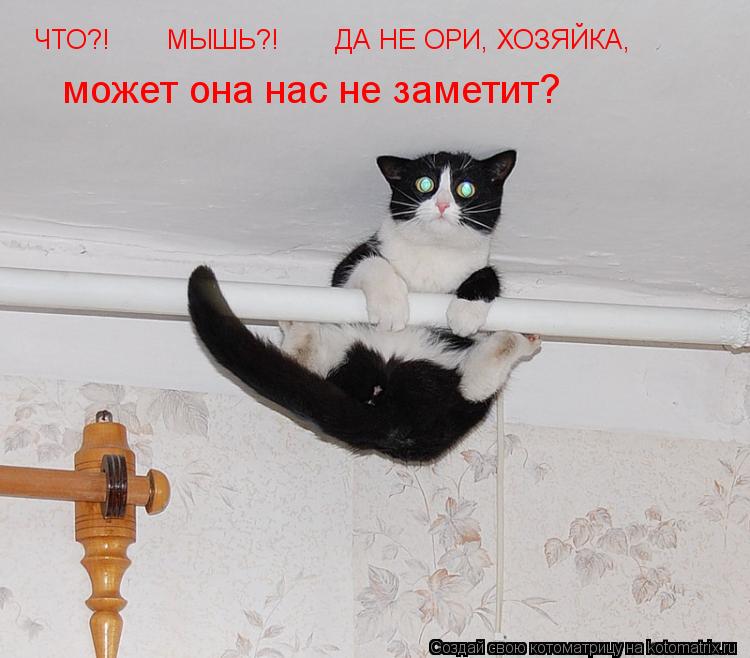 ЧТО?! МЫШЬ?! ДА НЕ ОРИ, ХОЗЯЙКА, может она нас не заметит?... Котоматрица: ЧТО?! МЫШЬ?! ДА НЕ ОРИ, ХОЗЯЙКА, может она нас не заметит?