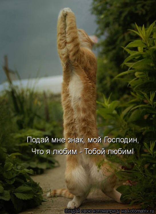 Что я любим - Тобой любим! Подай мне знак, мой Господин,... Котоматрица: Что я любим - Тобой любим! Подай мне знак, мой Господин,