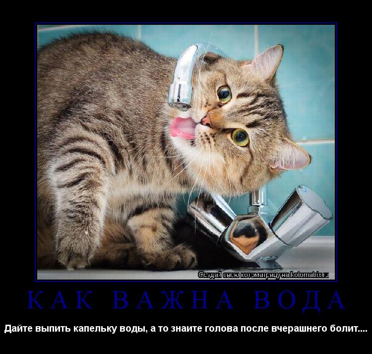 КАК ВАЖНА ВОДА Дайте выпить капельку воды, а то знаите голова после вчерашнего болит....... Котоматрица: КАК ВАЖНА ВОДА Дайте выпить капельку воды, а то знаите голова после вчерашнего болит....