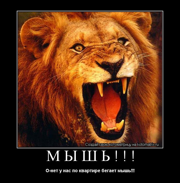 Мышь!!! О-нет у нас по квартире бегает мышь!!!... Котоматрица: Мышь!!! О-нет у нас по квартире бегает мышь!!!