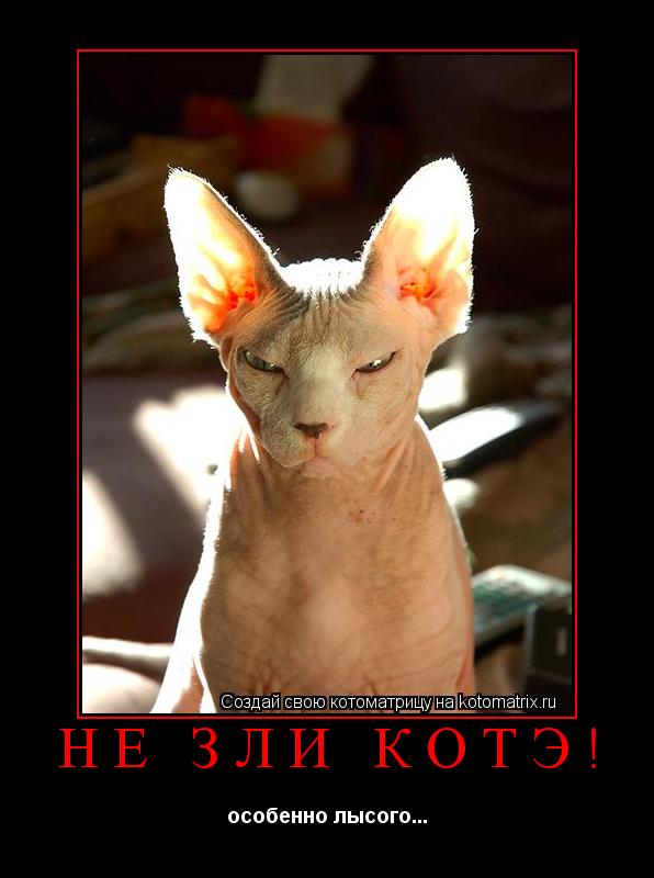 НЕ ЗЛИ КОТЭ! особенно лысого...... Котоматрица: НЕ ЗЛИ КОТЭ! особенно лысого...