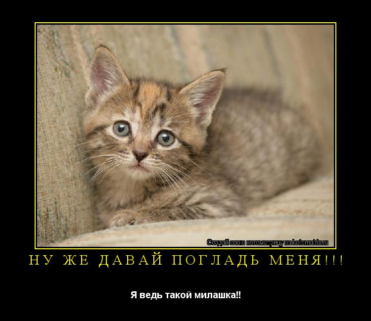 Ну же давай погладь меня!!! Я ведь такой милашка!!... Котоматрица: Ну же давай погладь меня!!! Я ведь такой милашка!!