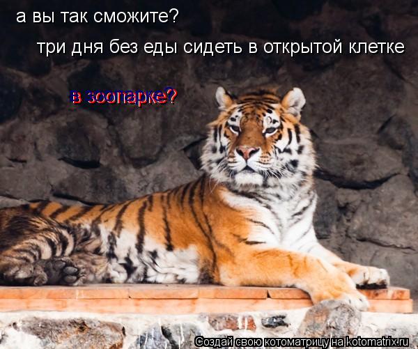 а вы так сможите? три дня без еды сидеть в открытой клетке в зоопарке? в зоопарке? в зоопарке?... Котоматрица: а вы так сможите? три дня без еды сидеть в открытой клетке в зоопарке? в зоопарке? в зоопарке?