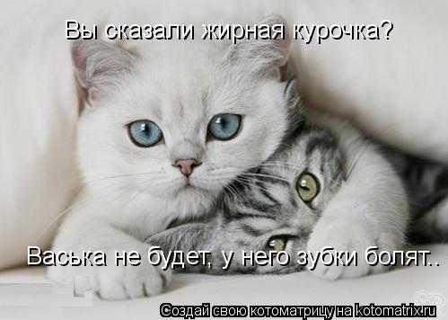 Котоматрица: Вы сказали жирная курочка? Васька не будет, у него зубки болят..