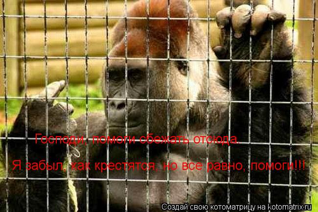 Господи, помоги сбежать отсюда. Я забыл, как крестятся, но все равно, помоги!!!... Котоматрица: Господи, помоги сбежать отсюда. Я забыл, как крестятся, но все равно, помоги!!!