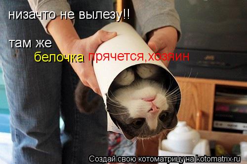 низачто не вылезу!! там же белочка прячется,хозяин... Котоматрица: низачто не вылезу!! там же белочка прячется,хозяин