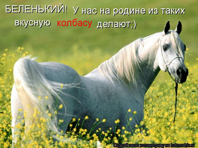 БЕЛЕНЬКИЙ! У нас на родине из таких вкусную колбасу делают;)... Котоматрица: БЕЛЕНЬКИЙ! У нас на родине из таких вкусную колбасу делают;)