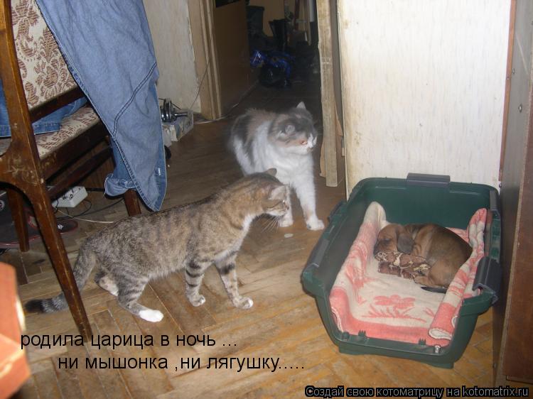 родила царица в ночь ... ни мышонка ,ни лягушку........ Котоматрица: родила царица в ночь ... ни мышонка ,ни лягушку.....