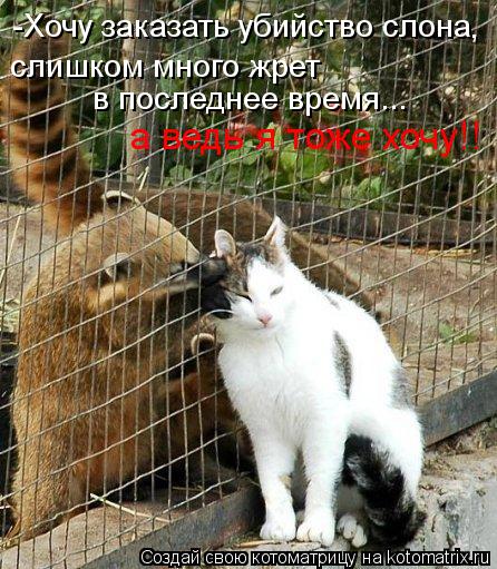-Хочу заказать убийство слона , слишком много жрет в последнее время... а ведь я тоже хочу!!... Котоматрица: -Хочу заказать убийство слона , слишком много жрет в последнее время... а ведь я тоже хочу!!