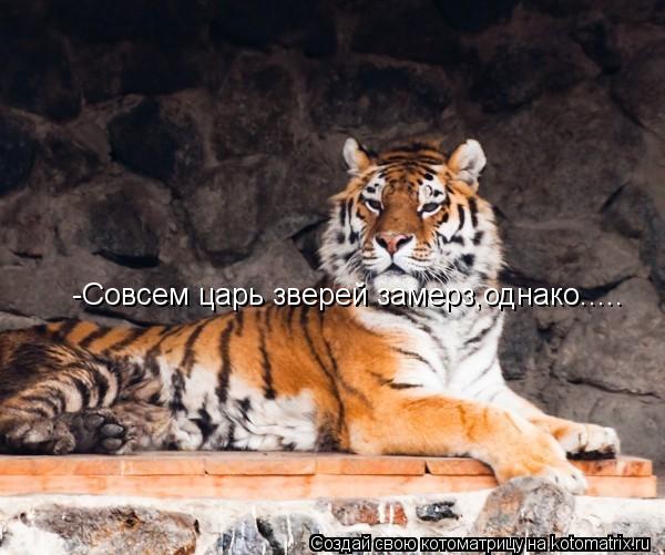 -Совсем царь зверей замерз,однако........ Котоматрица: -Совсем царь зверей замерз,однако.....