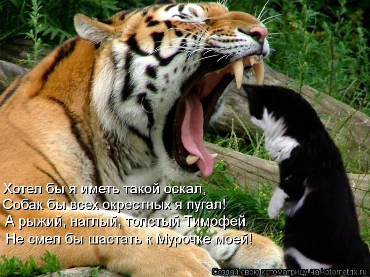 Хотел бы я иметь такой оскал, Собак бы всех окрестных я пугал! А рыжий, наглый, толстый Тимофей Не см... Котоматрица: Хотел бы я иметь такой оскал, Собак бы всех окрестных я пугал! А рыжий, наглый, толстый Тимофей Не смел бы шастать к Мурочке моей!