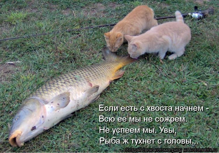 Если есть с хвоста начнем - Всю ее мы не сожрем. Не успеем мы. Увы, Рыба ж тухнет с головы...... Котоматрица: Если есть с хвоста начнем - Всю ее мы не сожрем. Не успеем мы. Увы, Рыба ж тухнет с головы...