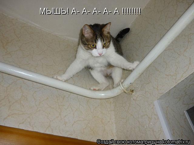 МЫШЬ! А- А- А- А- А !!!!!!!!... Котоматрица: МЫШЬ! А- А- А- А- А !!!!!!!!