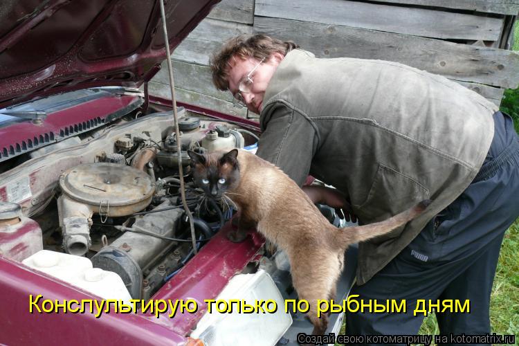 Конслультирую только по рыбным дням... Котоматрица: Конслультирую только по рыбным дням