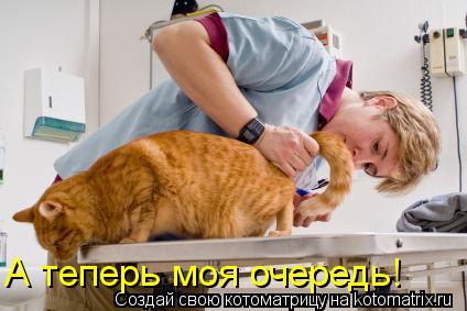 А теперь моя очередь!... Котоматрица: А теперь моя очередь!