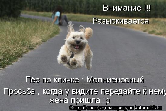 Внимание !!! Разыскивается Пёс по кличке : Молниеносный Просьба , когда у видите передайте к нему ж... Котоматрица: Внимание !!! Разыскивается Пёс по кличке : Молниеносный Просьба , когда у видите передайте к нему жена пришла :p