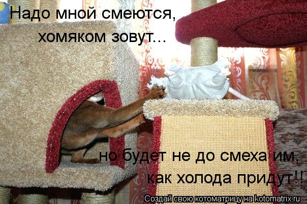 Надо мной смеются, хомяком зовут... но будет не до смеха им, как холода придут!!... Котоматрица: Надо мной смеются, хомяком зовут... но будет не до смеха им, как холода придут!!