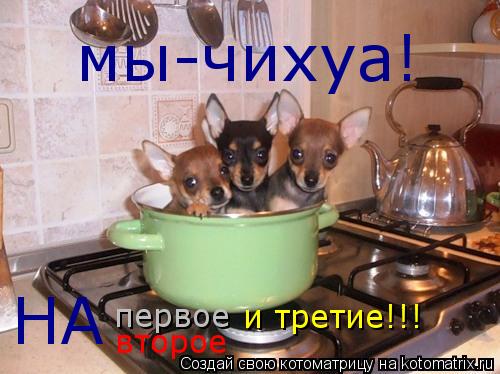 мы-чихуа! НА первое второе и третие!!!... Котоматрица: мы-чихуа! НА первое второе и третие!!!