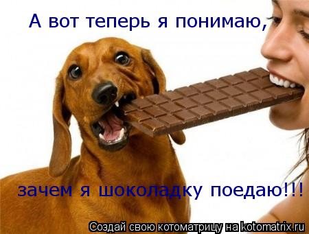 зачем я шоколадку поедаю!!! А вот теперь я понимаю,... Котоматрица: зачем я шоколадку поедаю!!! А вот теперь я понимаю,