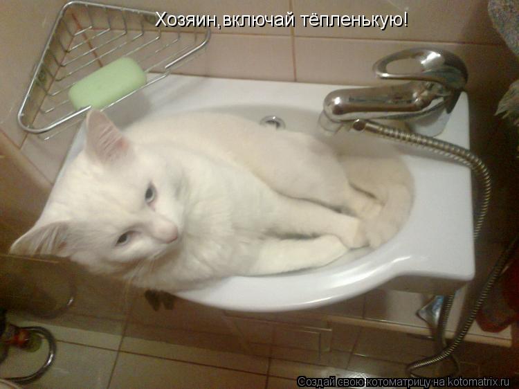 Хозяин,включай тёпленькую!... Котоматрица: Хозяин,включай тёпленькую!