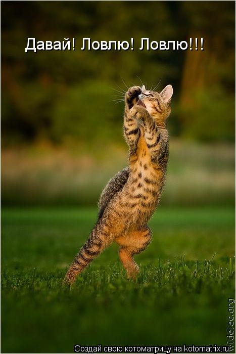 Давай! Ловлю! Ловлю!!!... Котоматрица: Давай! Ловлю! Ловлю!!!