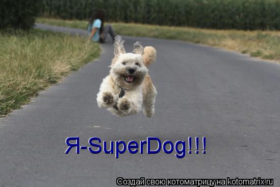 Я-SuperDog!!! Я-SuperDog!!!... Котоматрица: Я-SuperDog!!! Я-SuperDog!!!