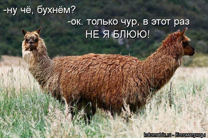-ну чё, бухнём? -ок. только чур, в этот раз НЕ Я БЛЮЮ!... Котоматрица: -ну чё, бухнём? -ок. только чур, в этот раз НЕ Я БЛЮЮ!